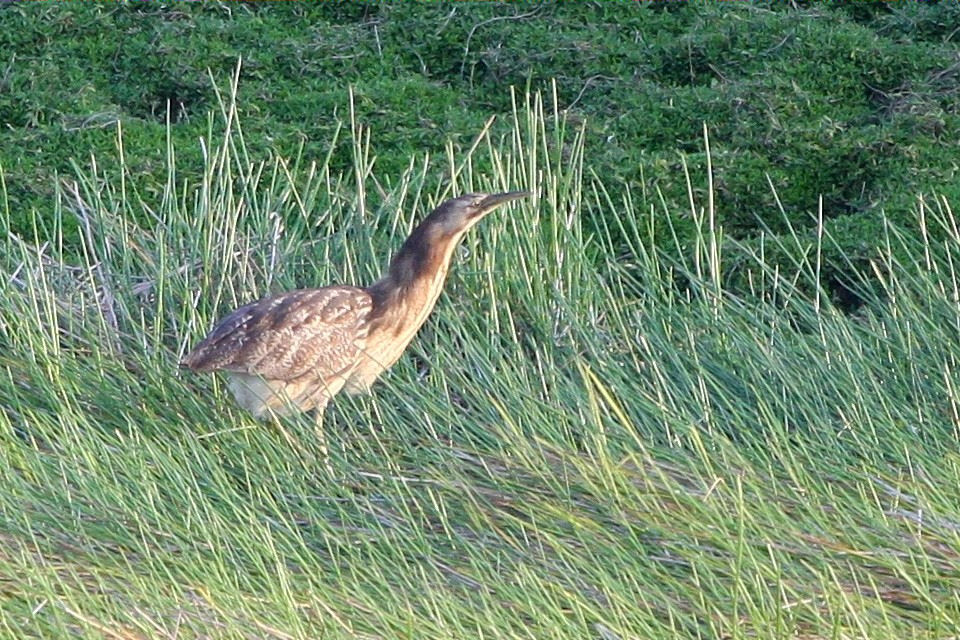 Australasian Bittern (Botaurus poiciloptilus)